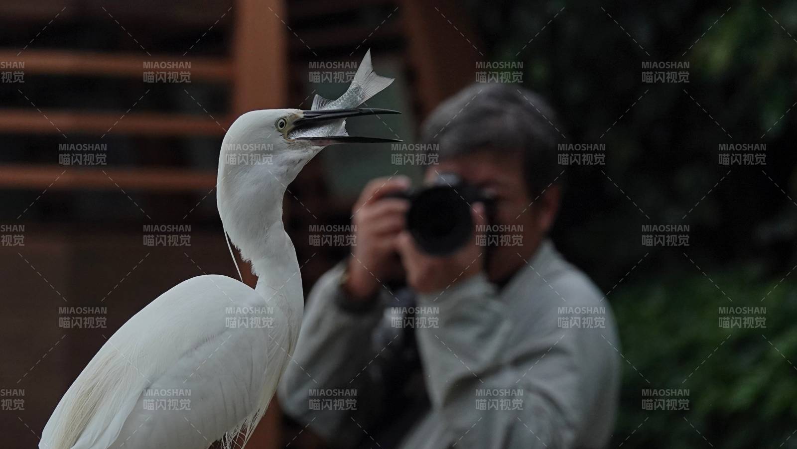 摄影师与白鹭的亲密瞬间图片