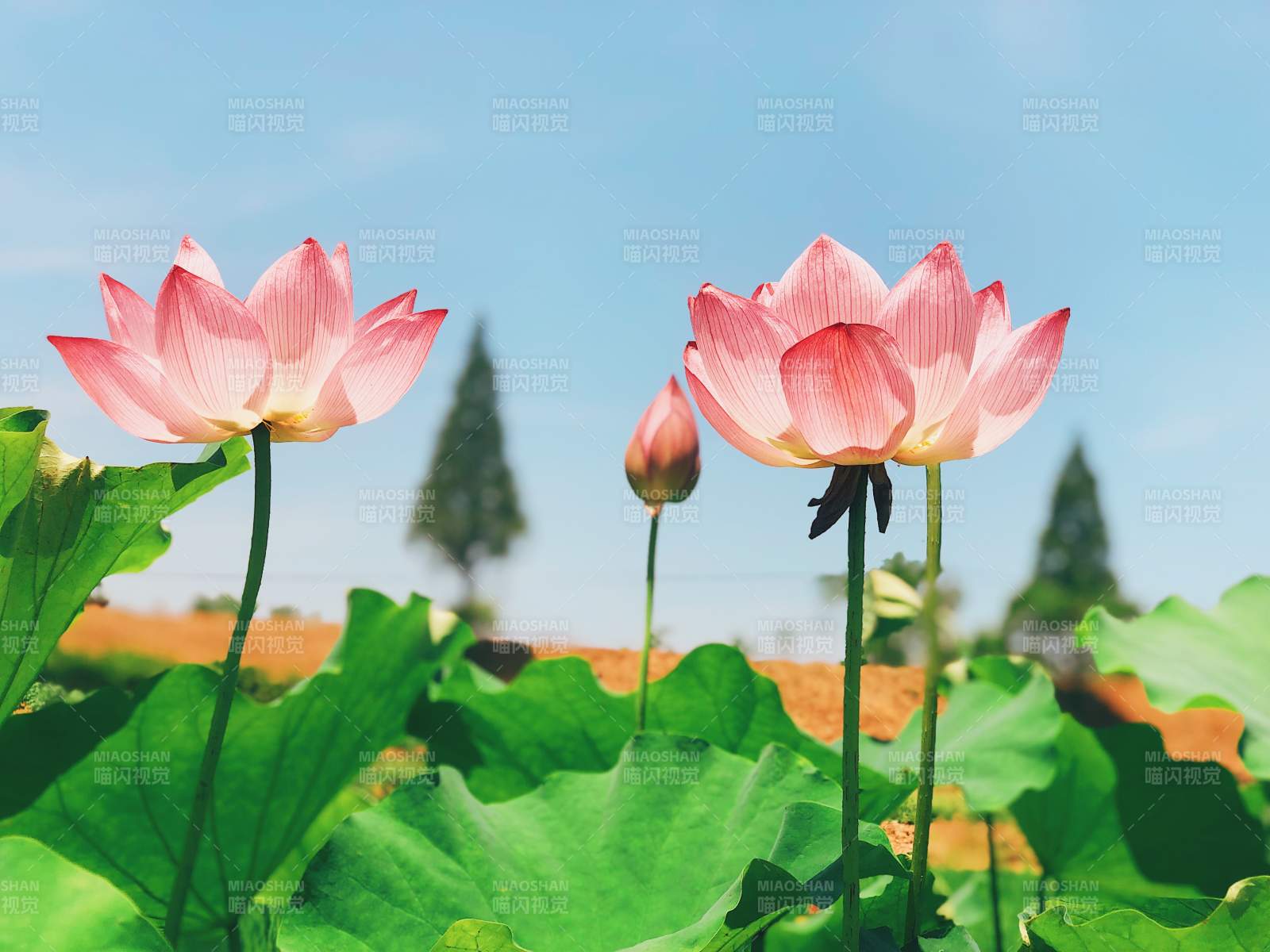 夏日荷花映蓝天图片