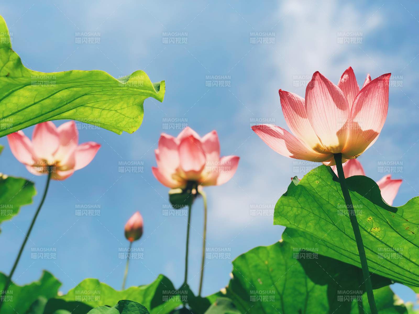 夏日荷花映蓝天图片