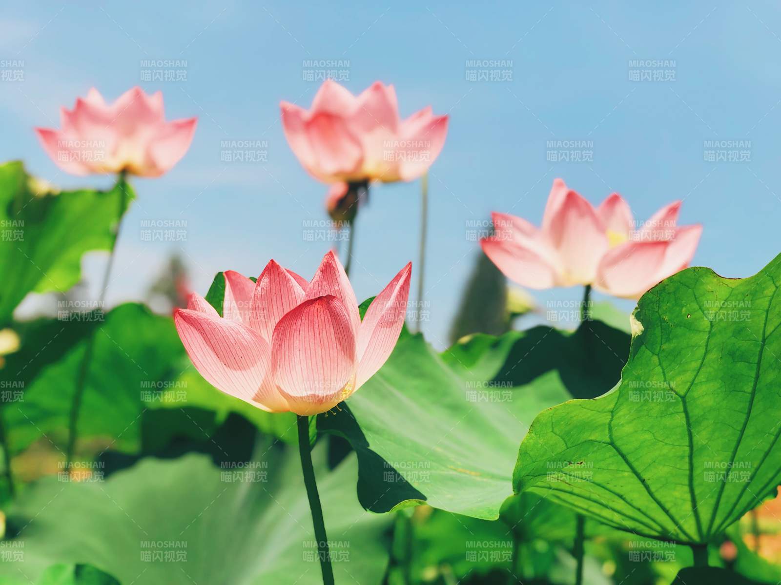 夏日荷花绽放美景图片