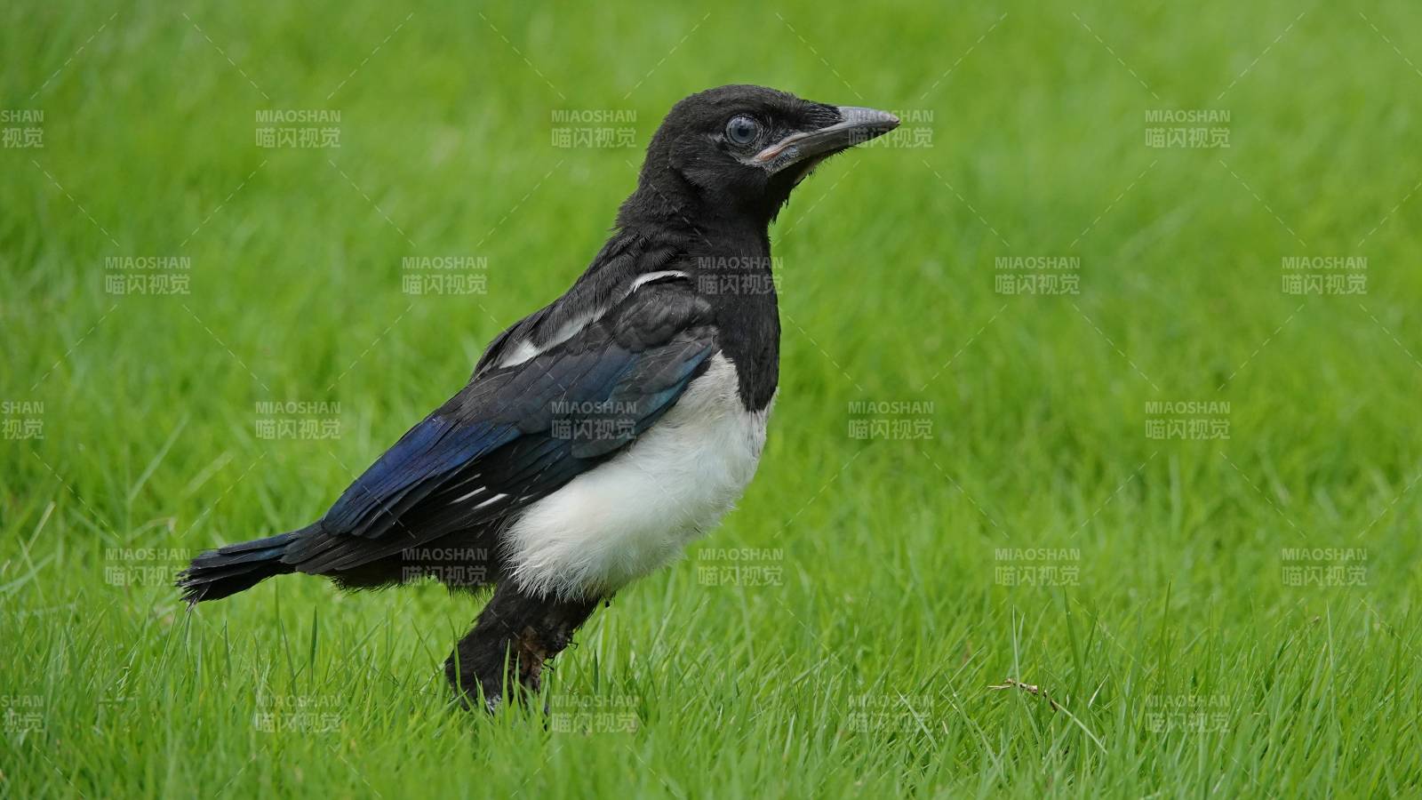 草地上的喜鹊图片