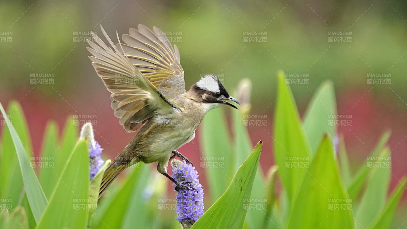 小鸟展翅停花上图片