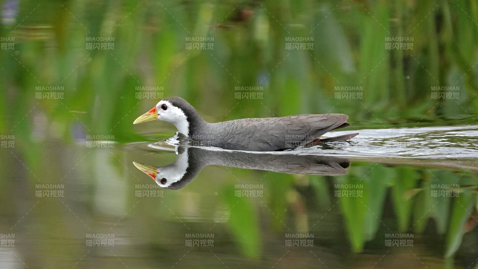 白胸苦恶鸟静立 倒影清晰图片