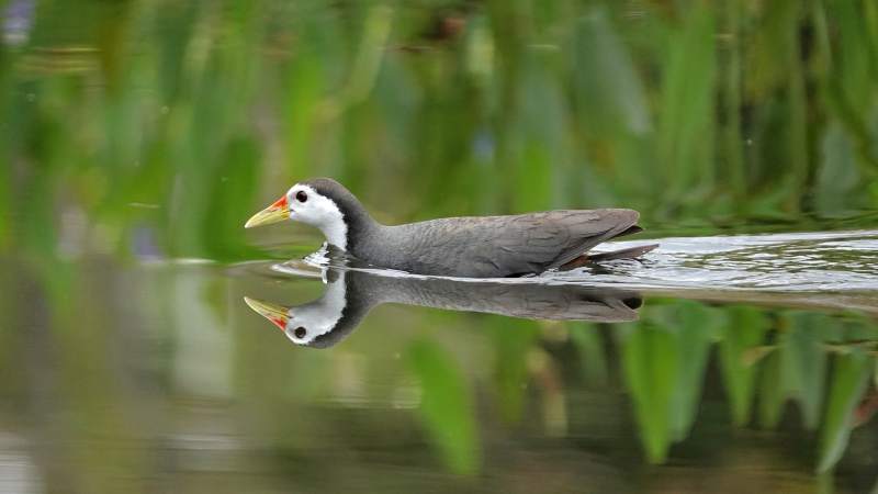 白胸苦恶鸟静立 倒影清晰图片