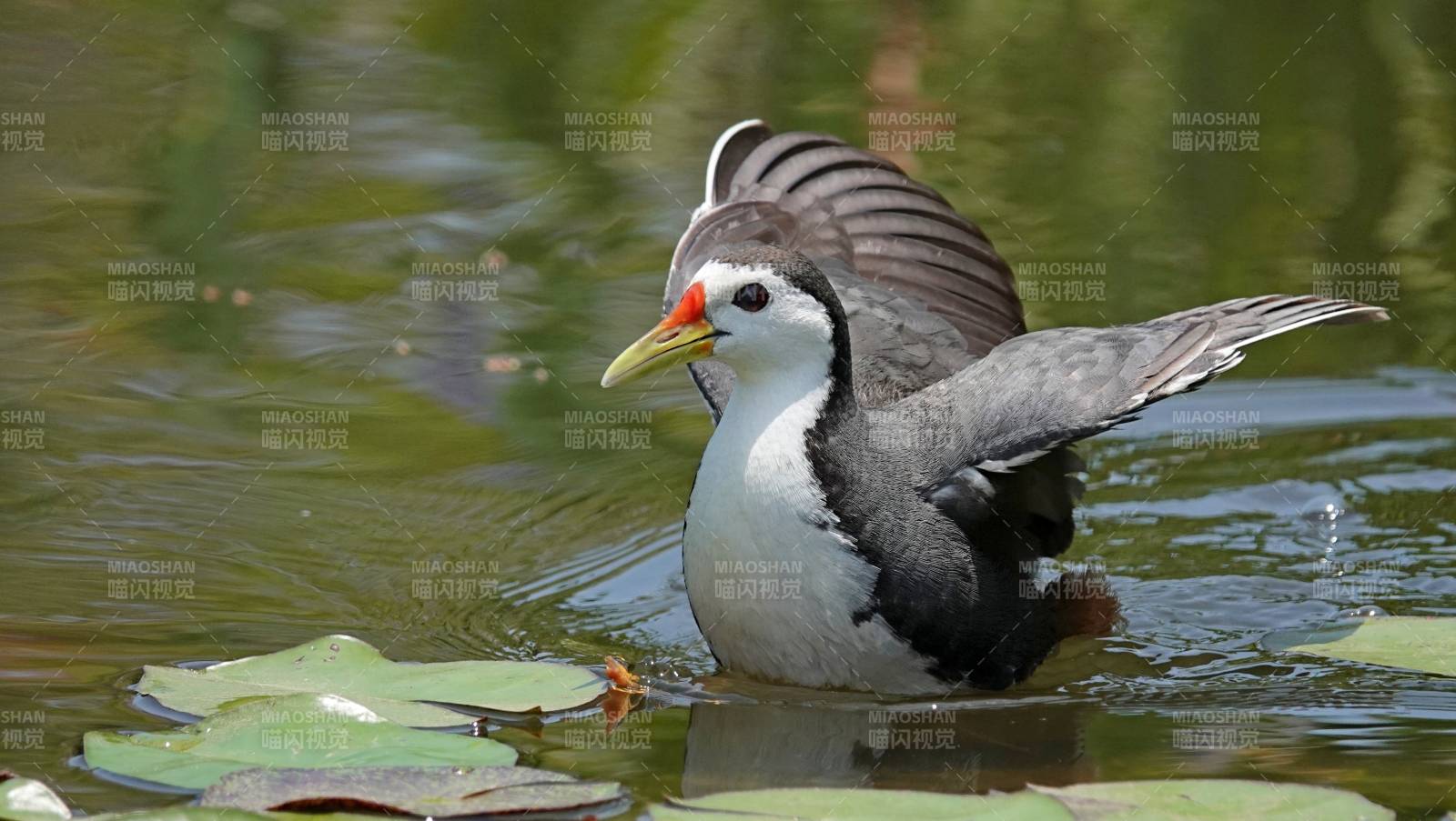 水鸟展翅 湖面轻舞图片