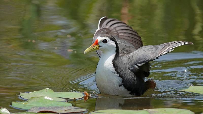 水鸟展翅 湖面轻舞图片