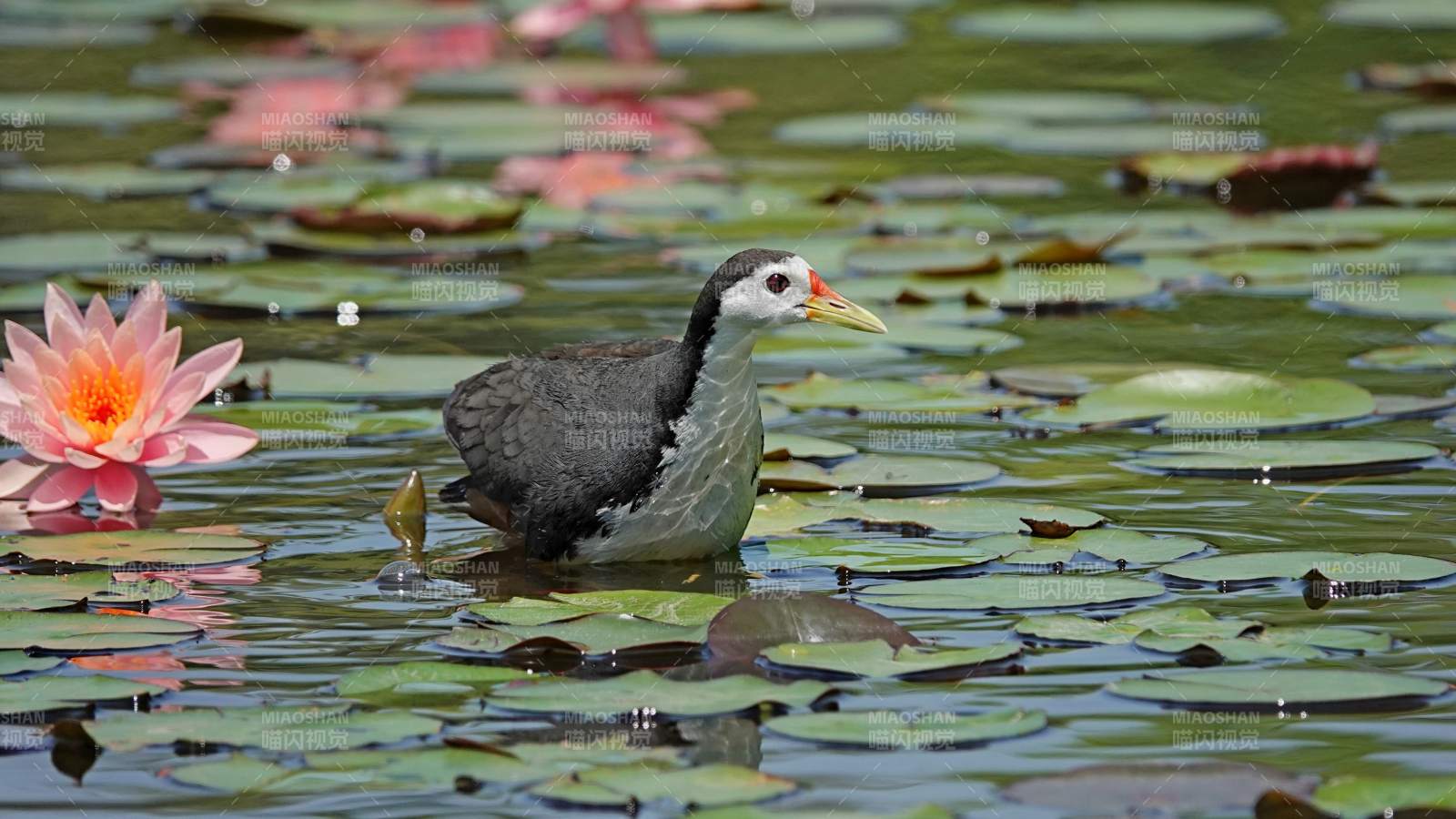 池塘中的水鸟与莲花图片