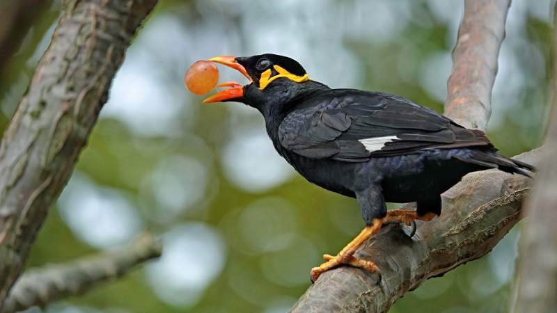 鹩哥枝头衔果瞬间图片