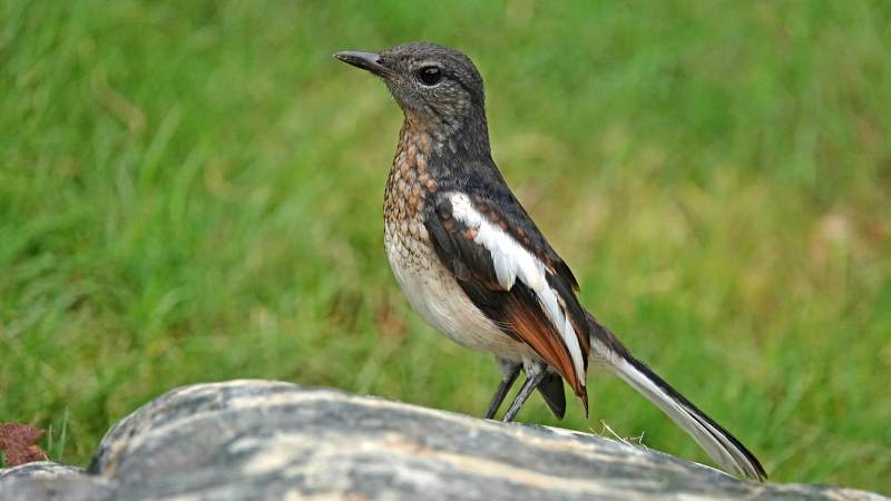 鹊鸲栖息在岩石上图片