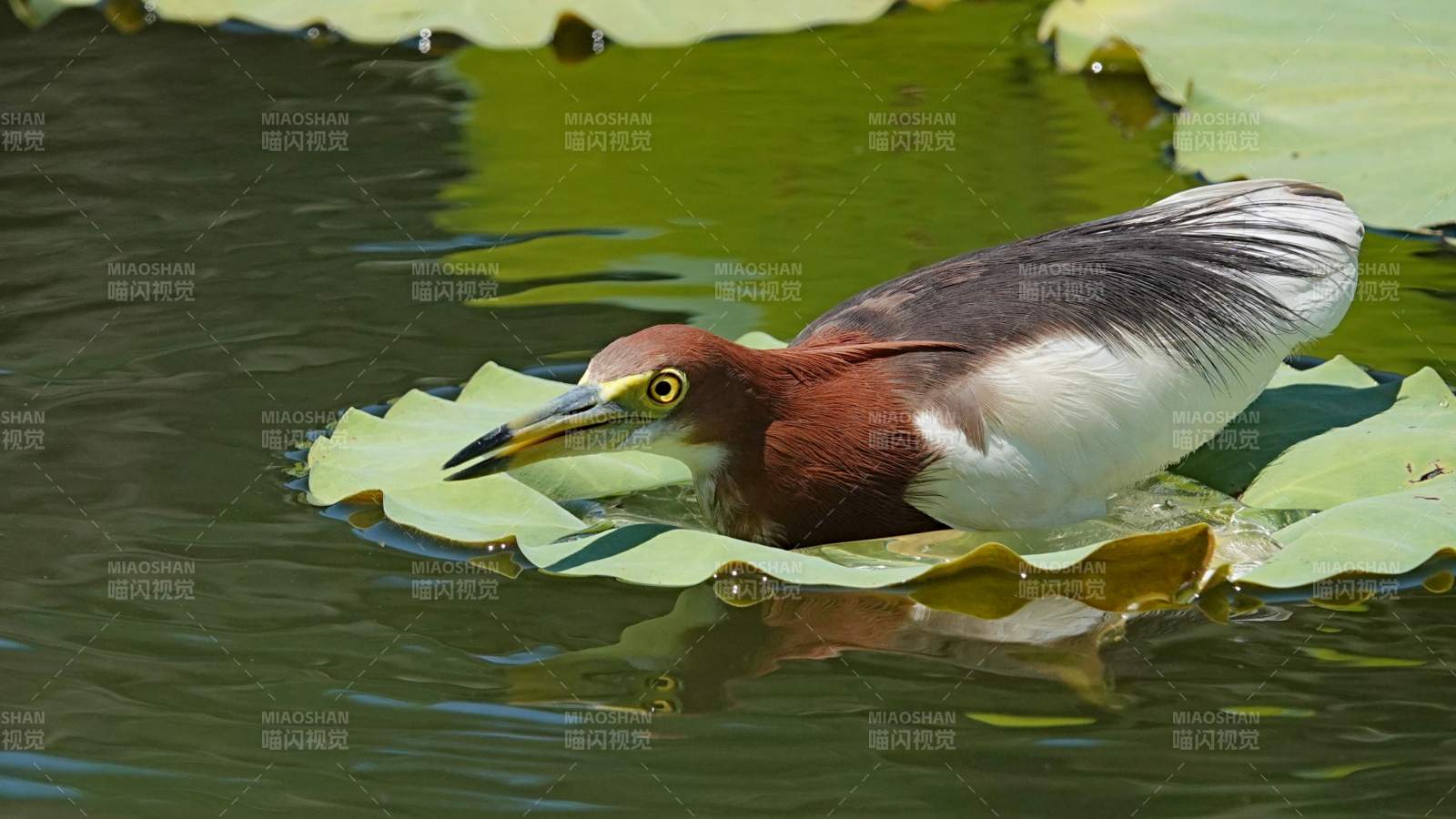 池鹭栖息荷叶间图片