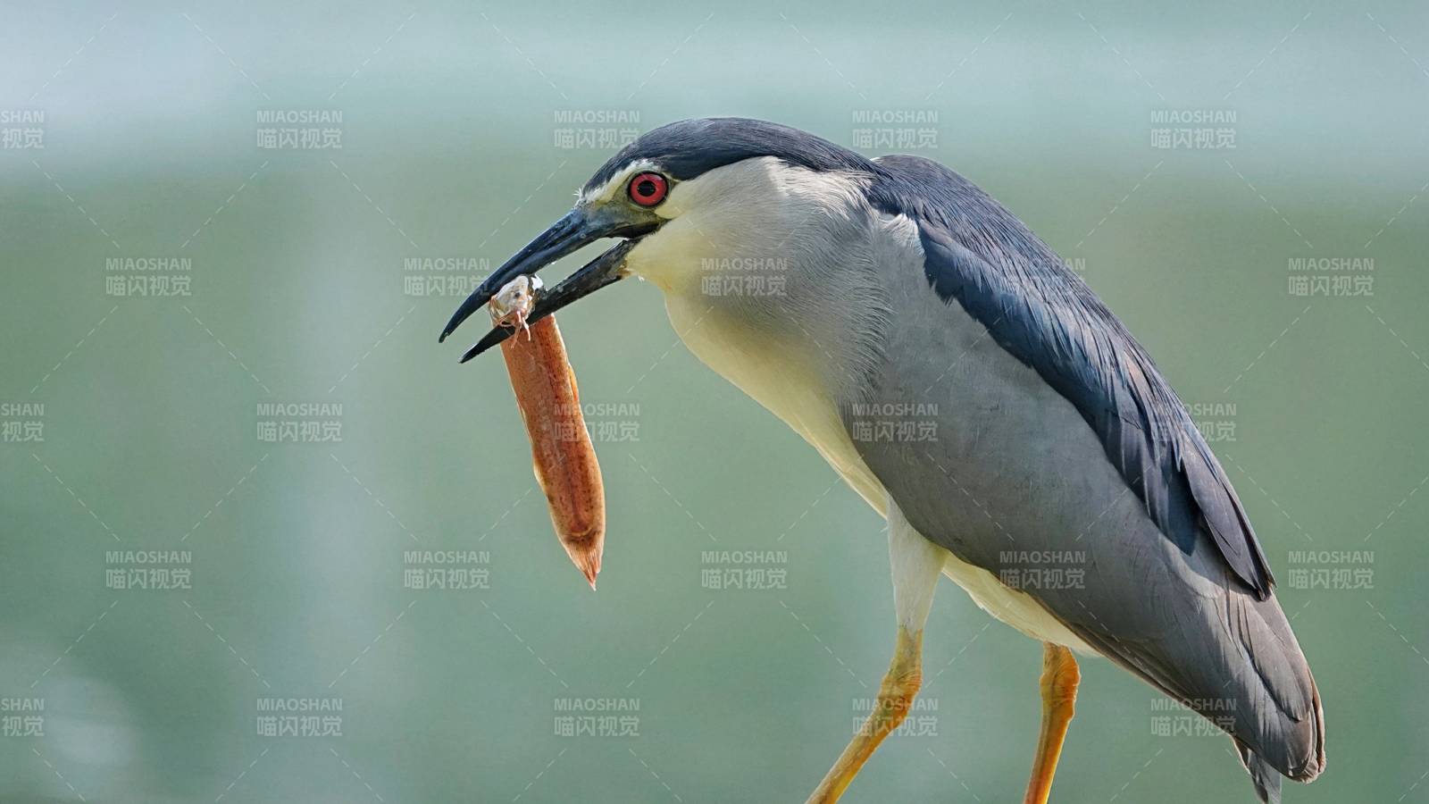 夜鹭捕食瞬间图片