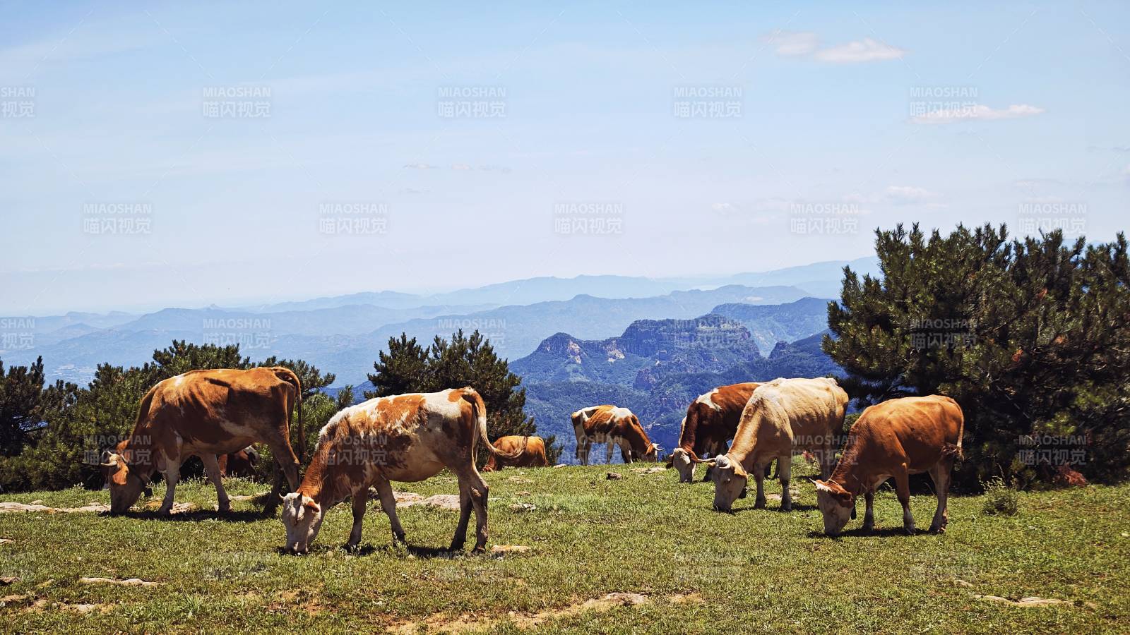 山西大山山坡上悠闲吃草的牛群图片