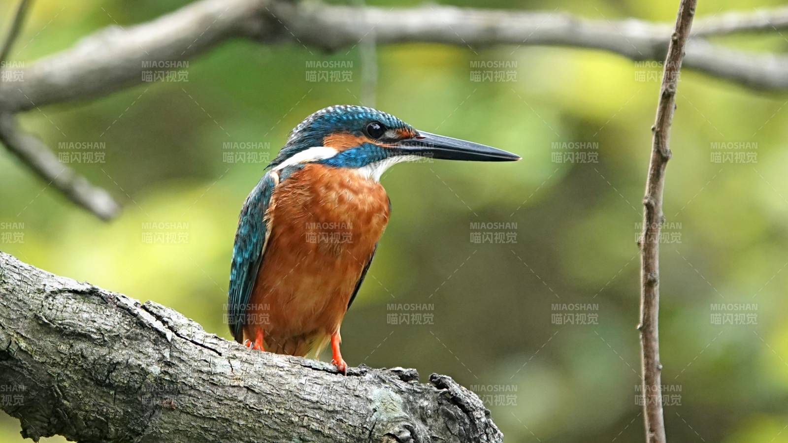 翠鸟栖息树枝上图片