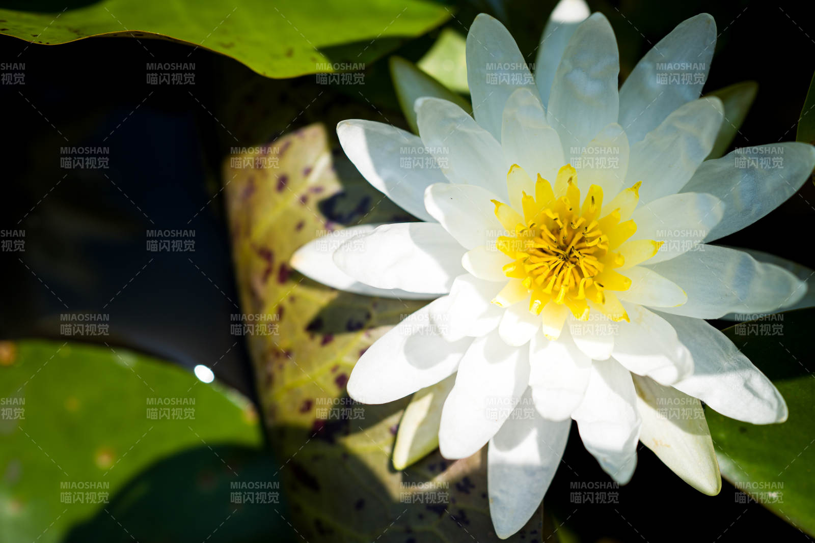 洁白莲花映绿叶图片
