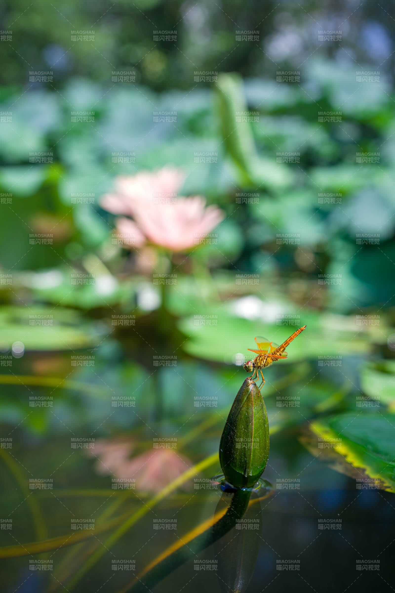 蜻蜓点水 莲叶静谧图片