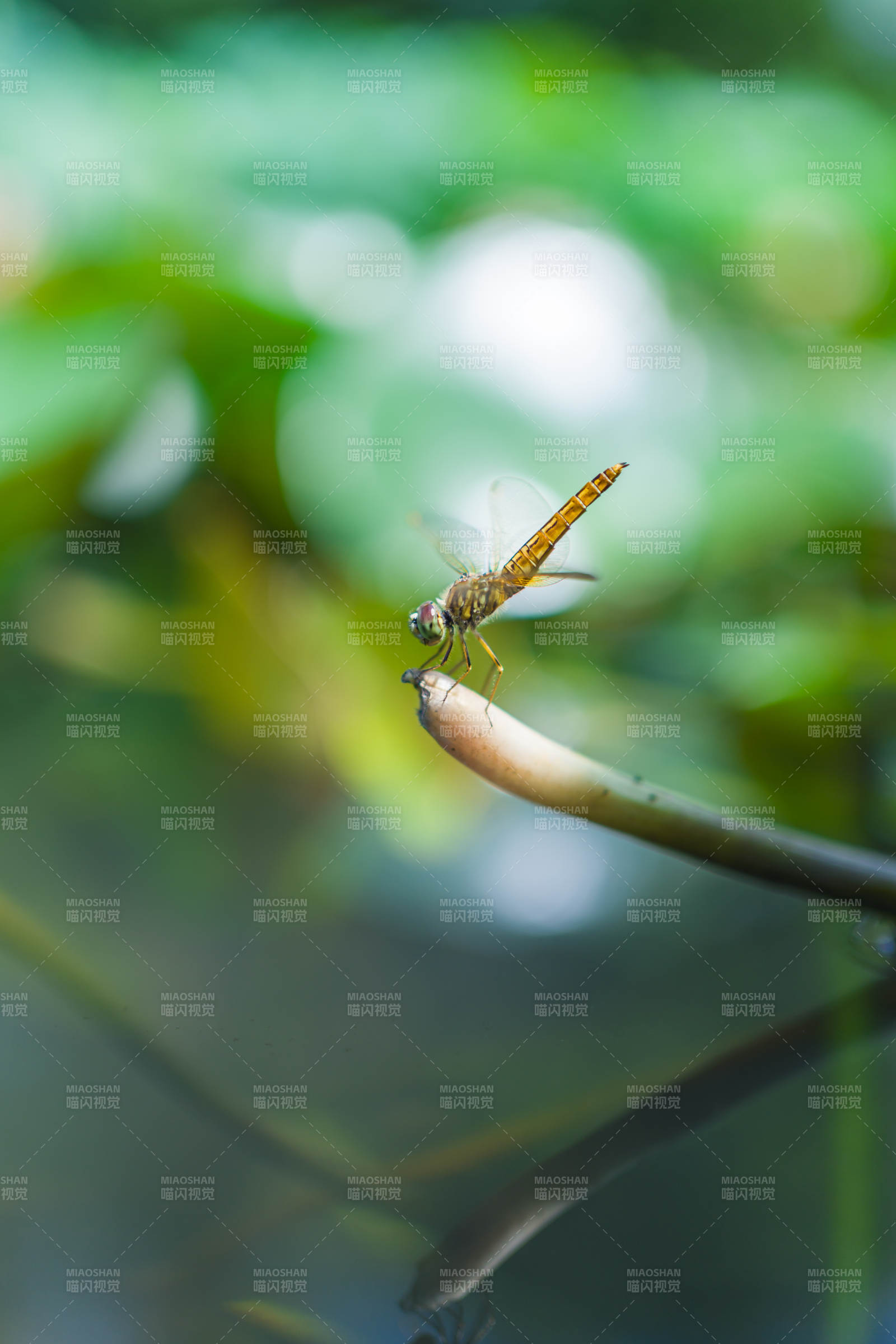 蜻蜓停驻枝头 静谧自然图片