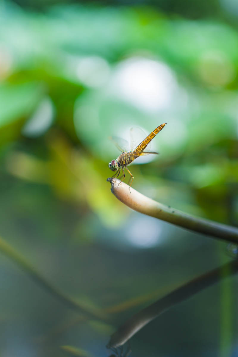 蜻蜓停驻枝头 静谧自然图片