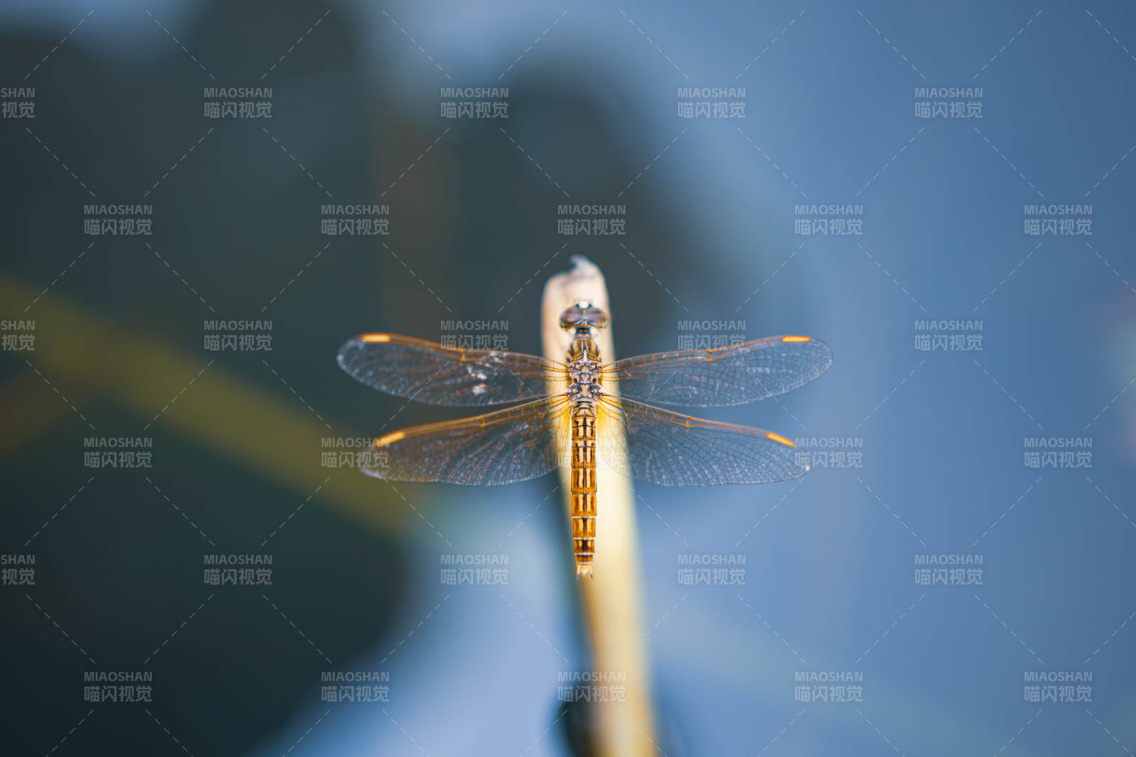 蜻蜓停歇枝头 静谧时光图片