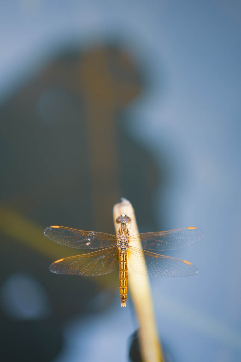 蜻蜓栖息枝头 静谧时光图片