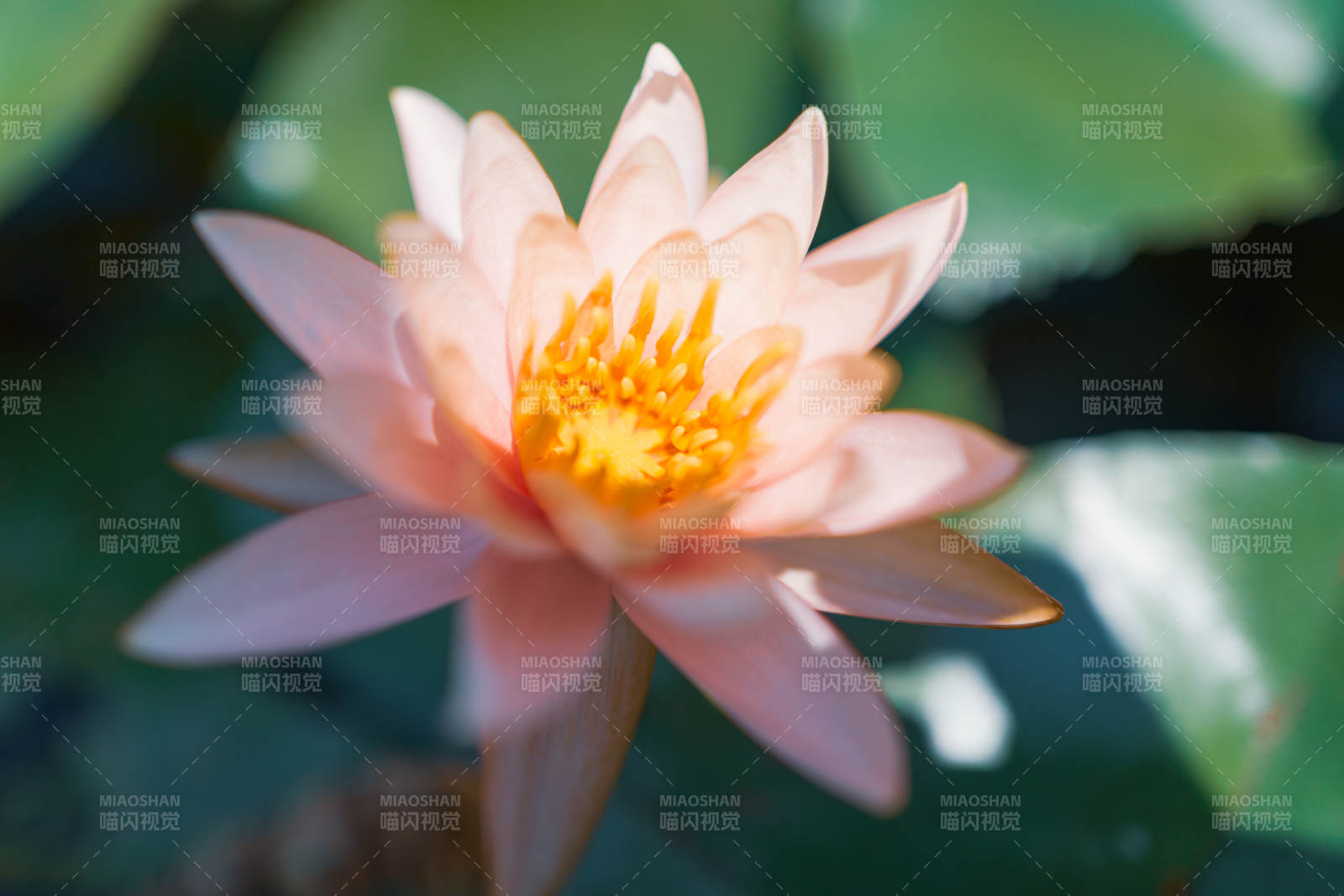 粉色莲花绽放水中图片