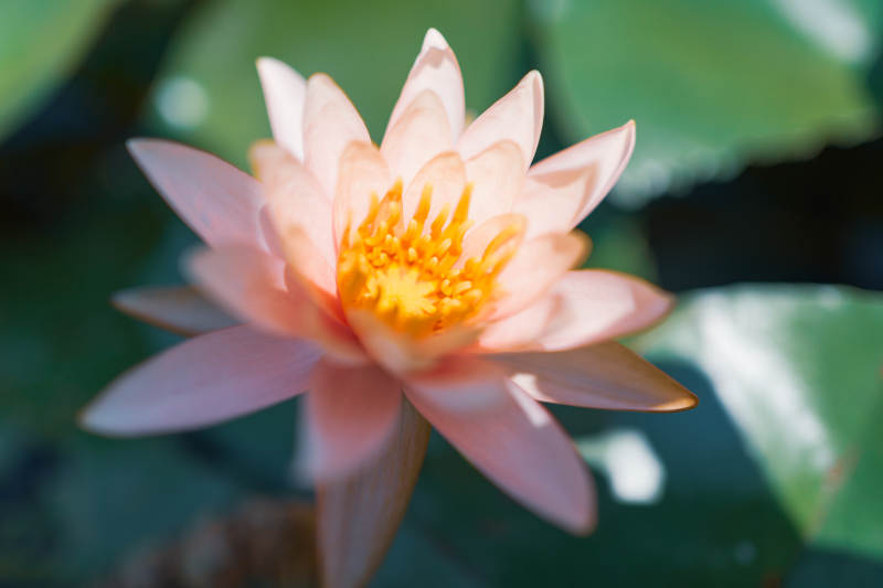 粉色莲花绽放水中图片