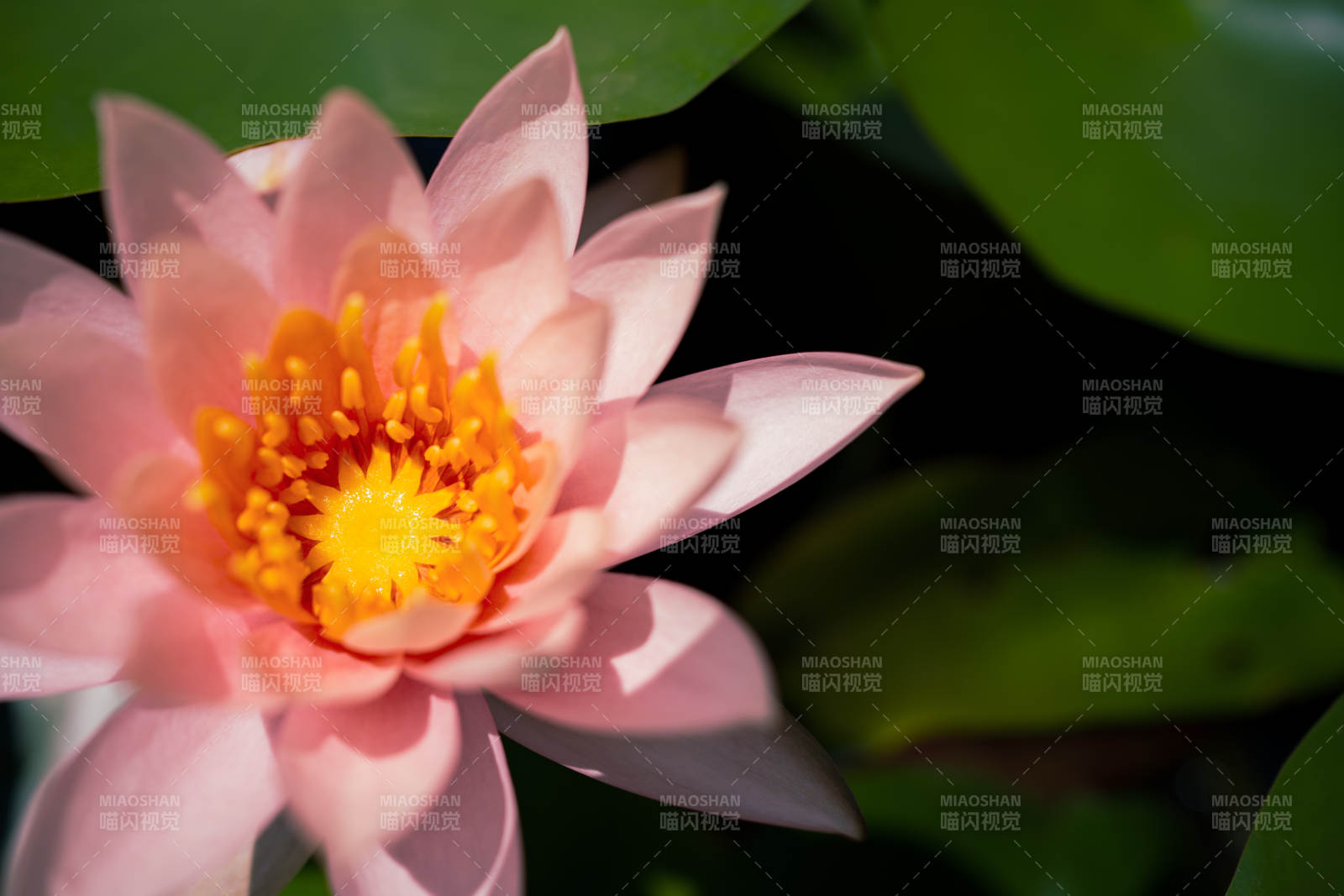 粉色莲花绽放之美图片