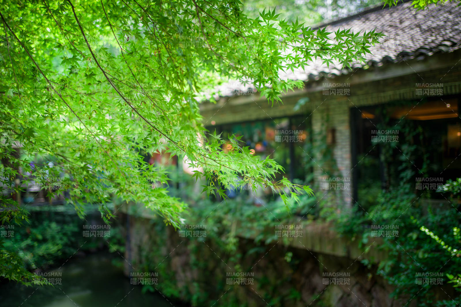 绿意盎然的庭院小景图片