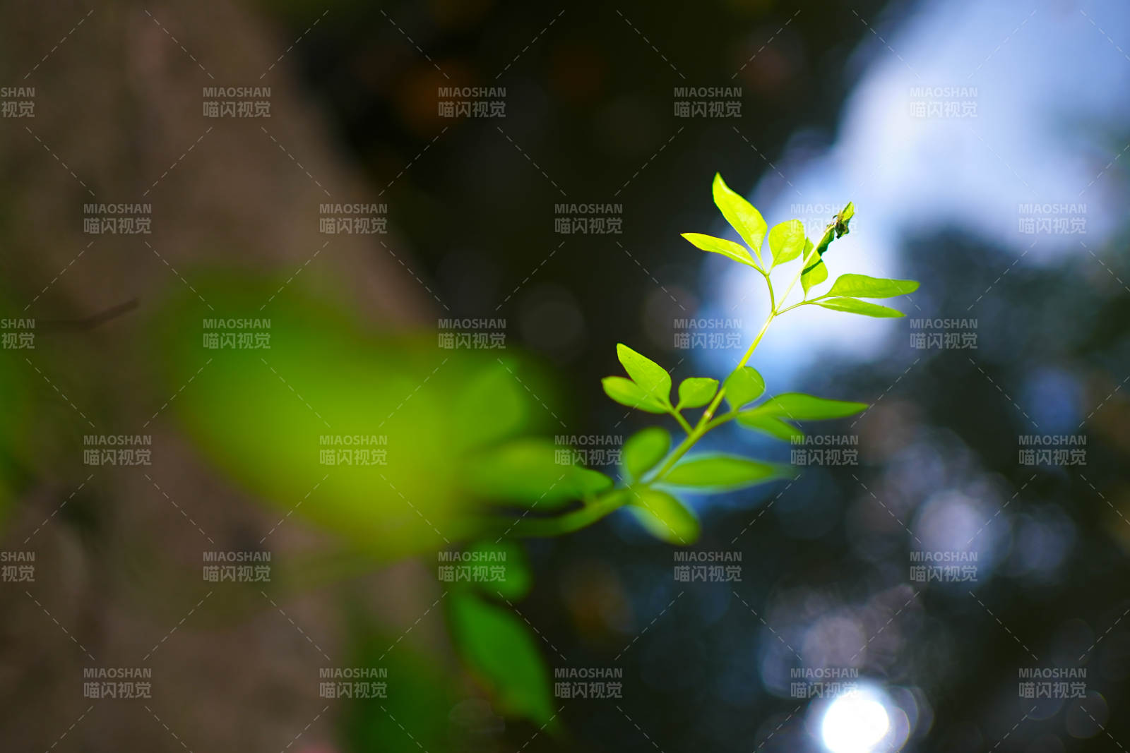 新生绿叶 自然之美图片