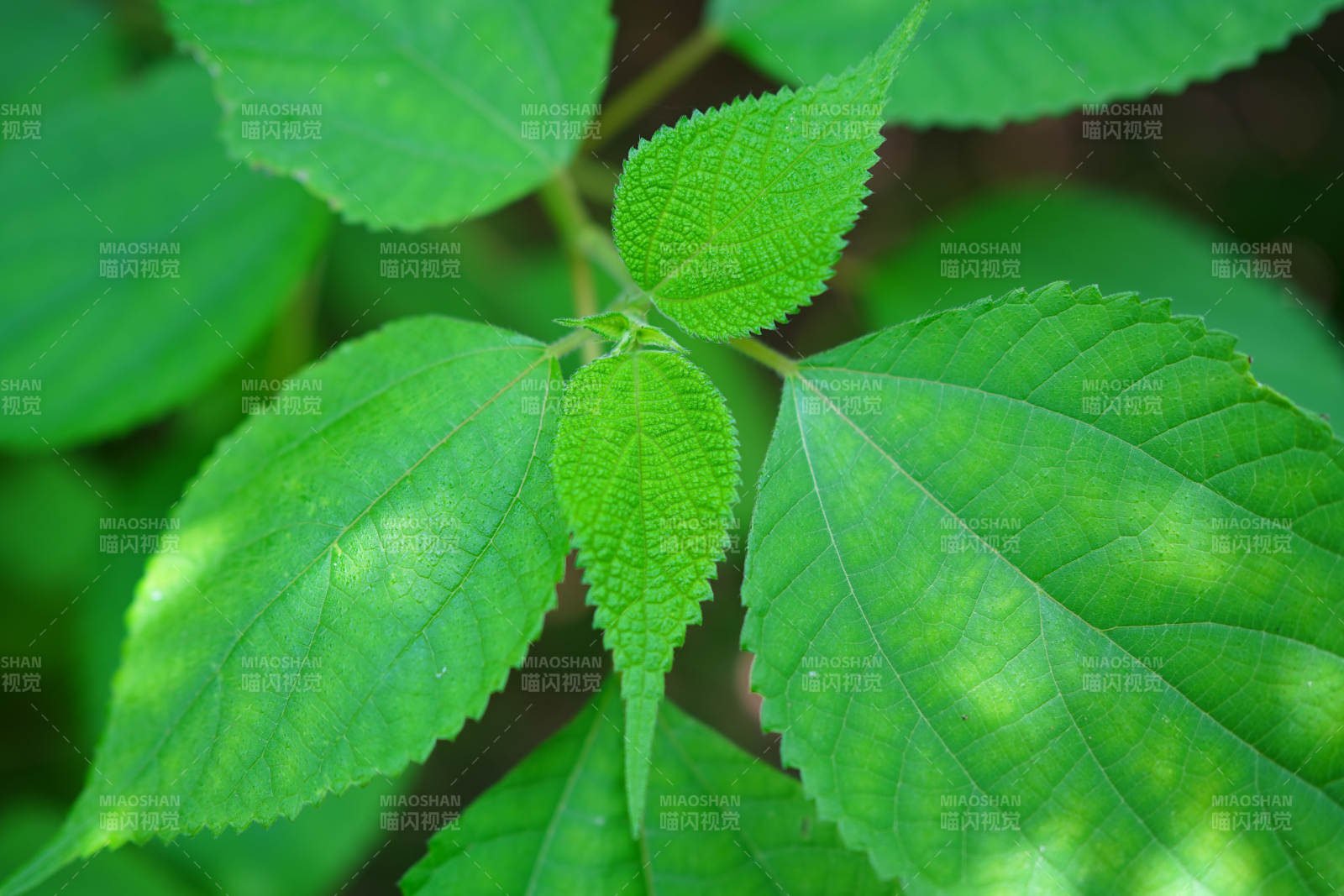 绿叶生机勃勃图片