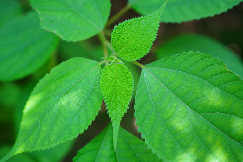 绿叶生机勃勃图片