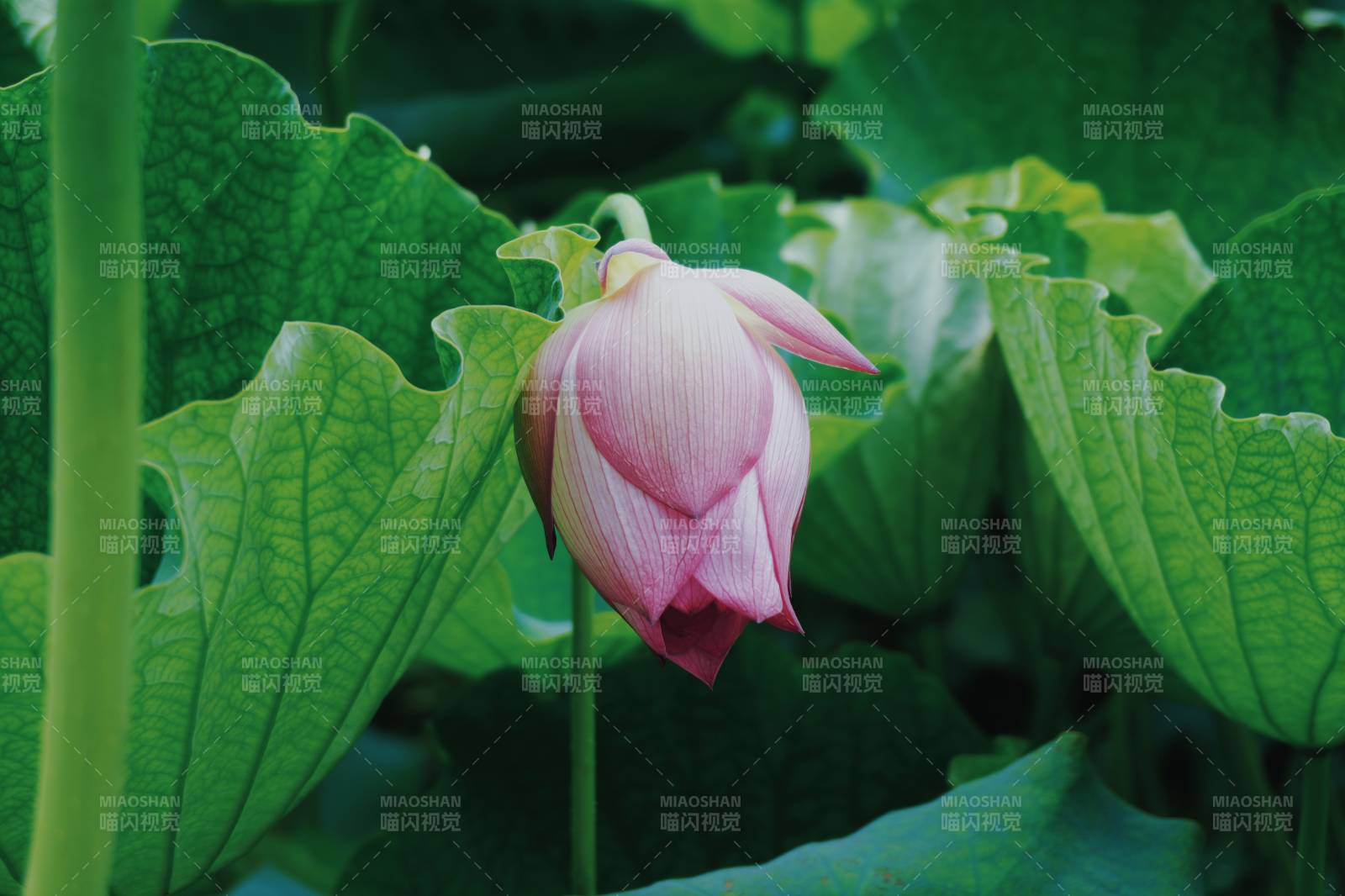 莲花绽放 绿叶相伴图片