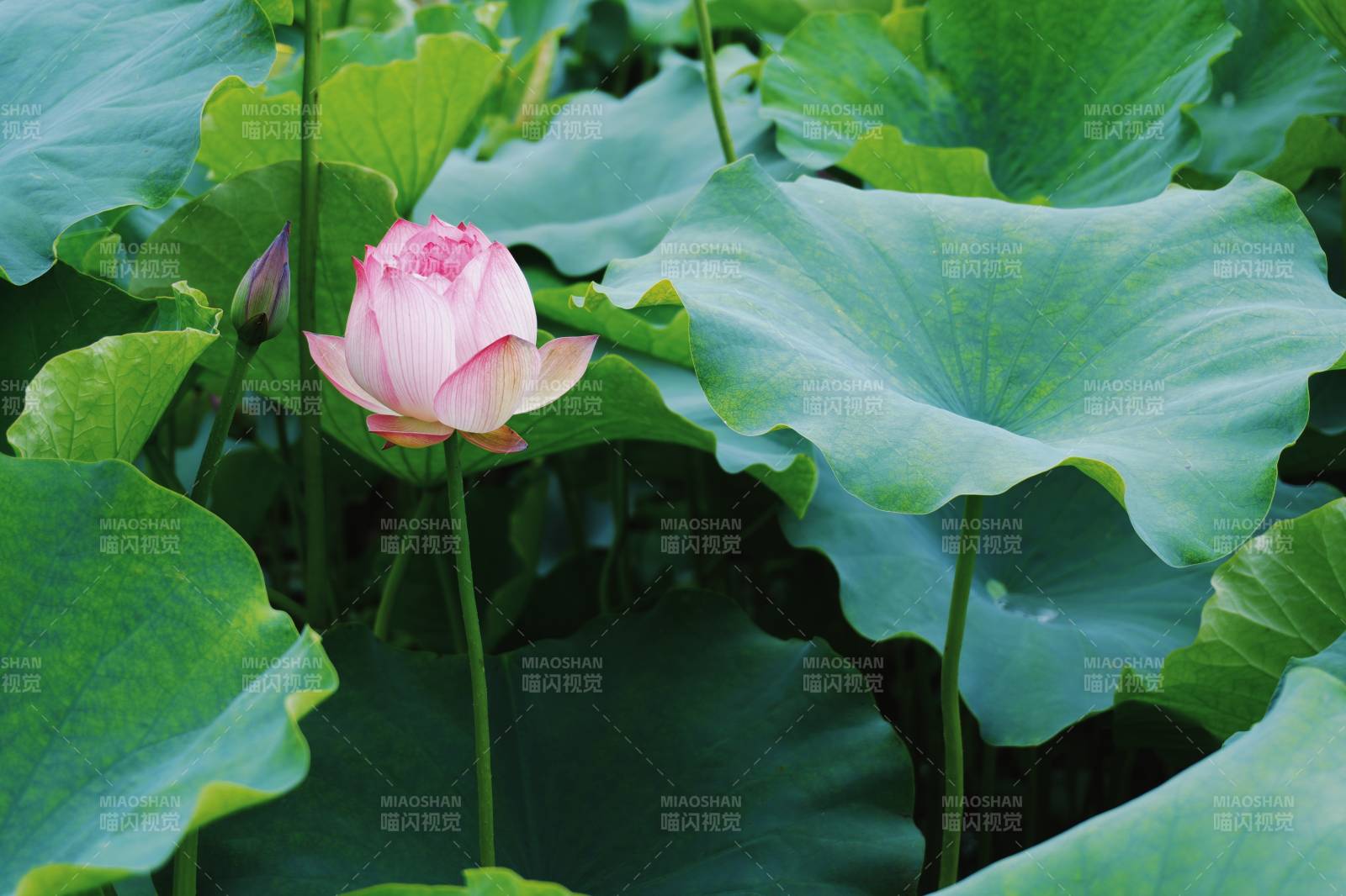 荷塘中的粉色莲花图片