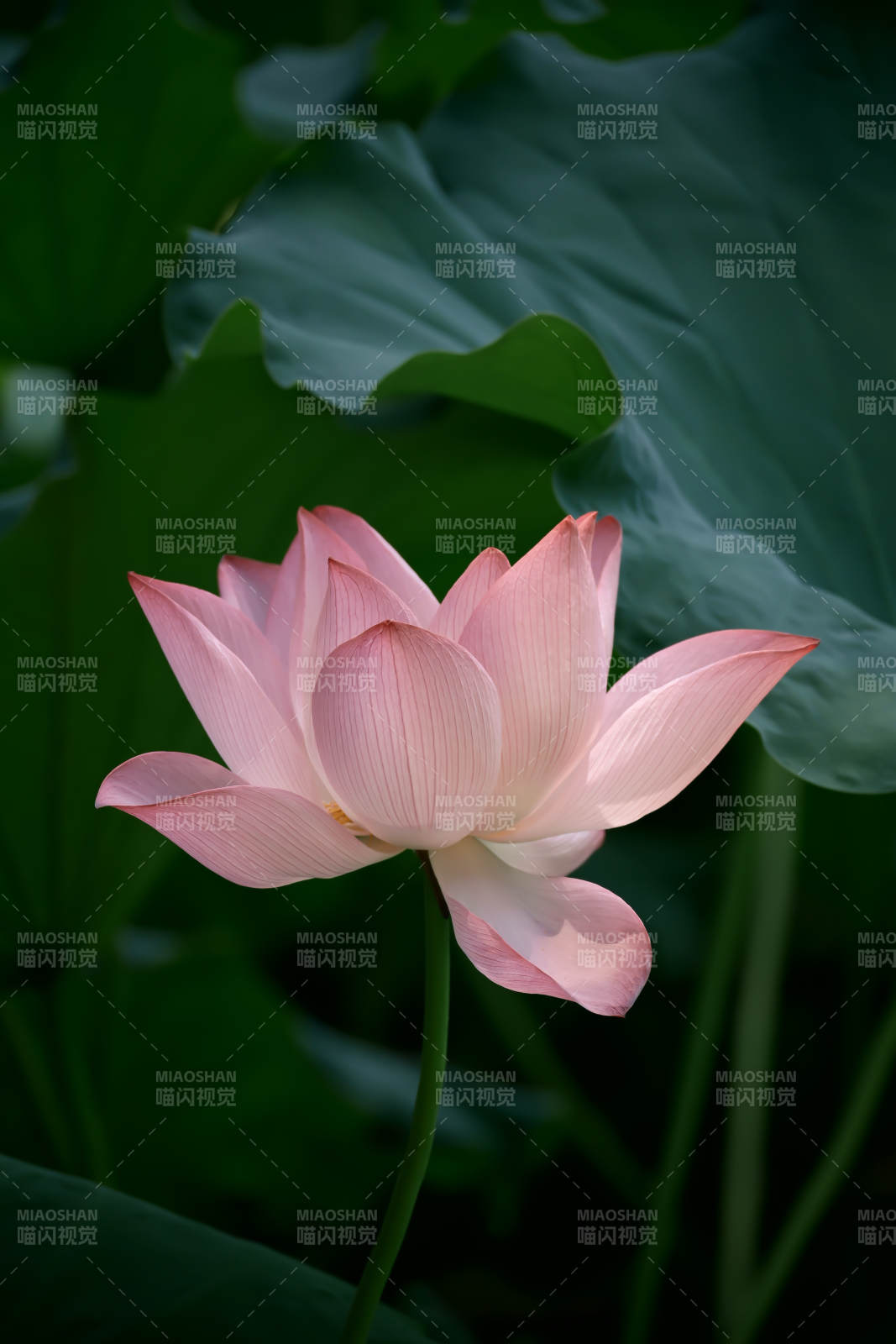 粉莲静谧 绿叶相伴图片