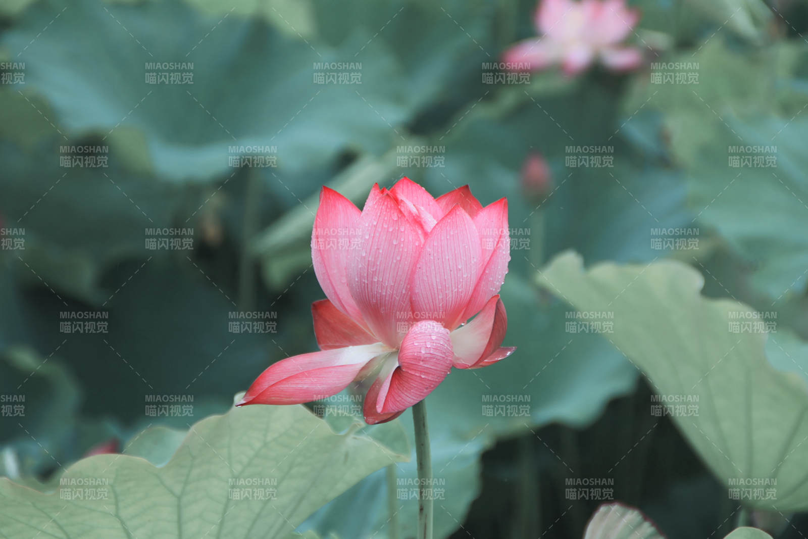 荷花盛开 绿叶相伴图片