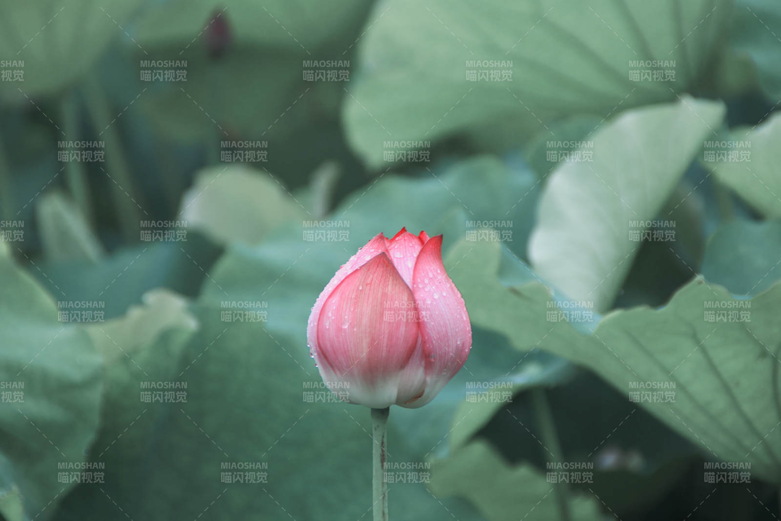 含苞待放的莲花图片