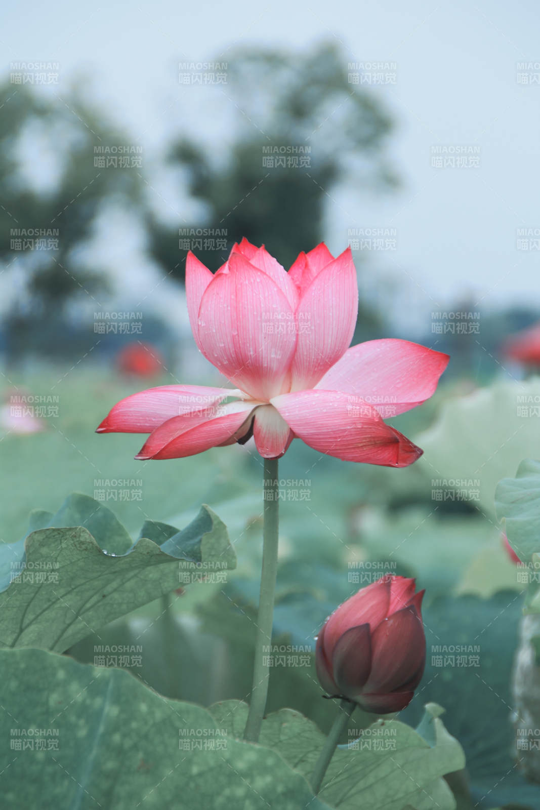 荷花绽放 清新雅致图片