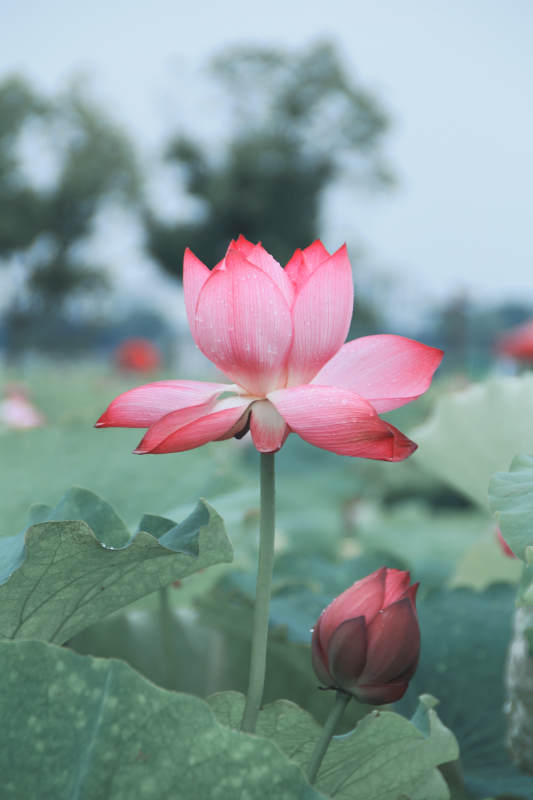 荷花绽放 清新雅致图片