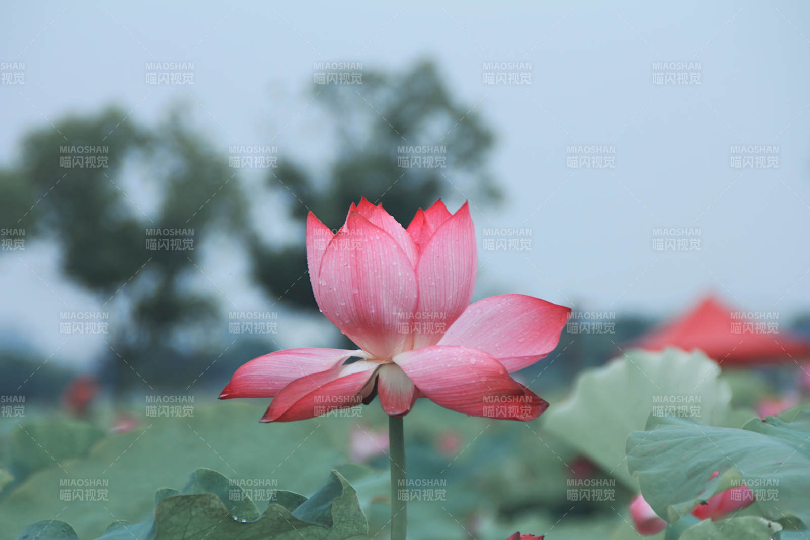 荷花绽放 清新雅致图片