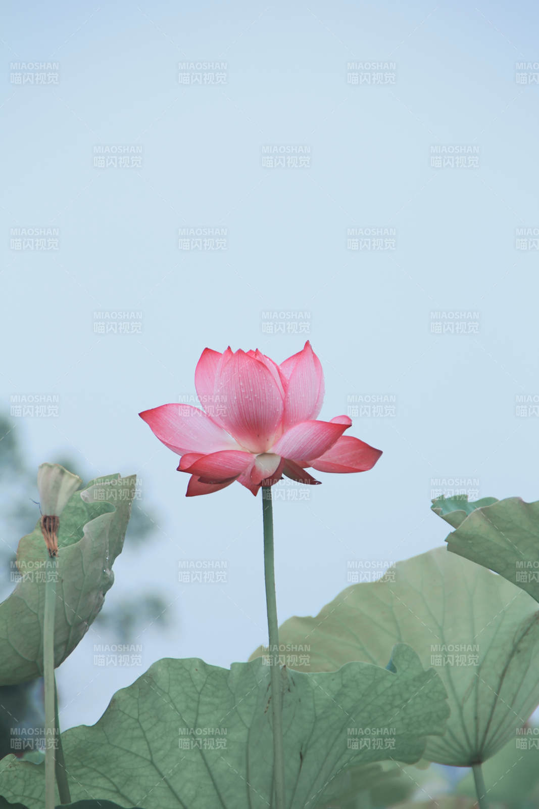 静谧荷塘 粉莲绽放图片