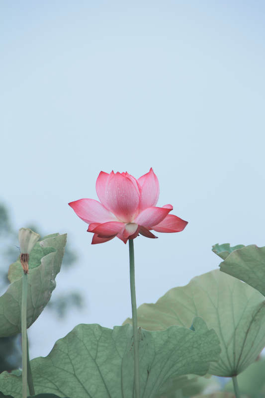 静谧荷塘 粉莲绽放图片