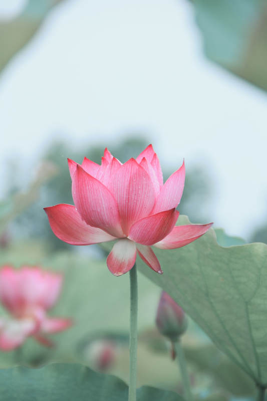 粉红莲花静谧绽放图片