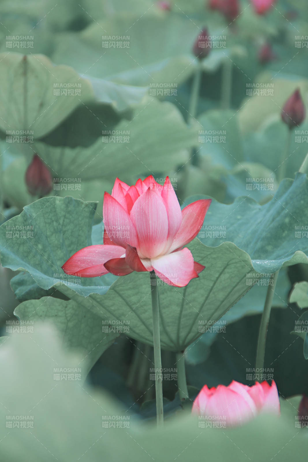 荷塘中的粉色莲花图片