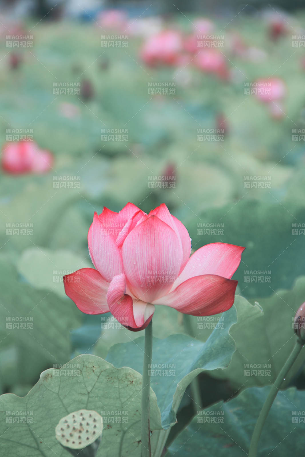 池塘中的粉红莲花图片