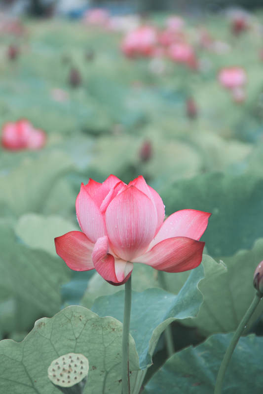 池塘中的粉红莲花图片