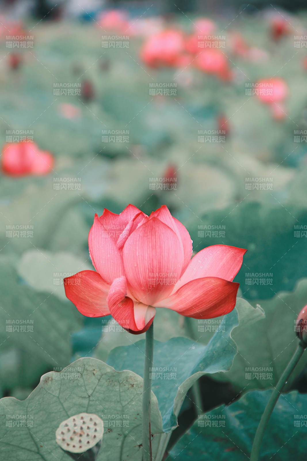 池塘中的莲花盛开图片