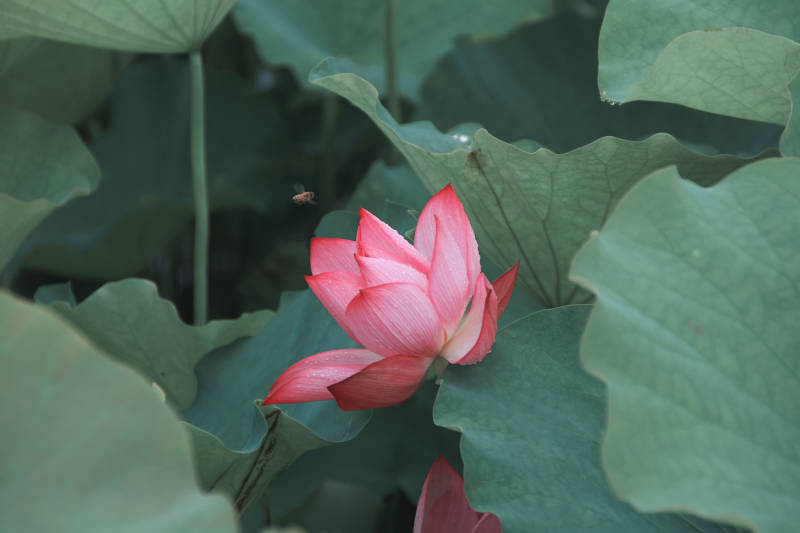 荷花绽放 绿叶相伴图片