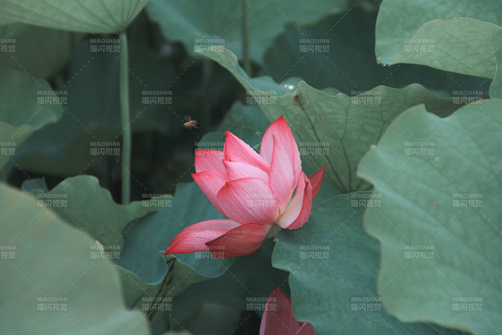 荷花绽放 绿叶相伴图片