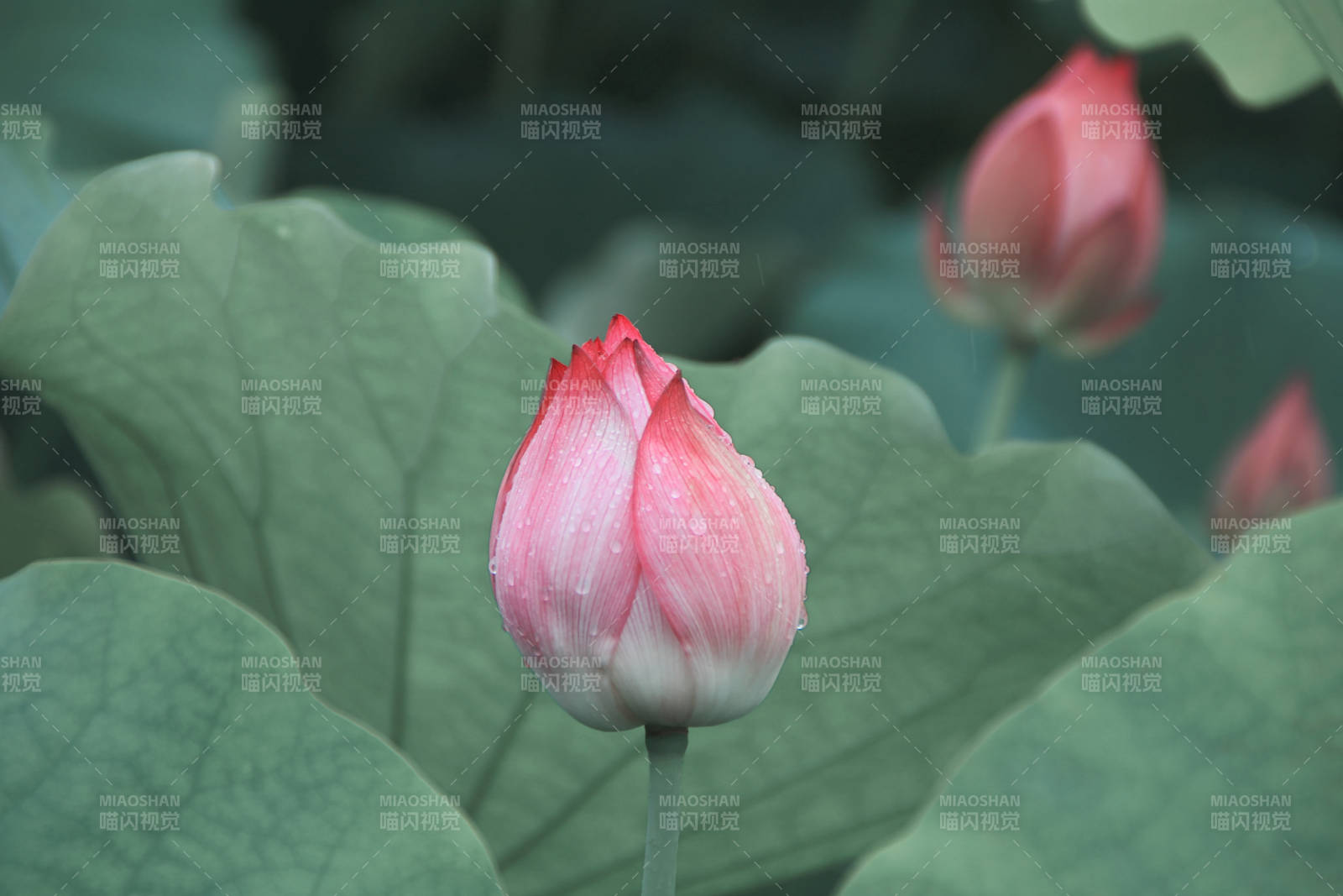 含苞待放的莲花图片