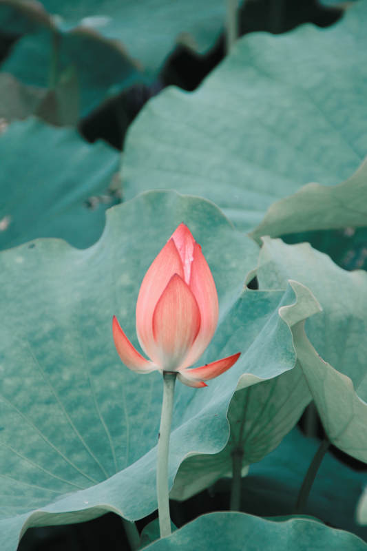 荷叶丛中含苞待放的莲花图片