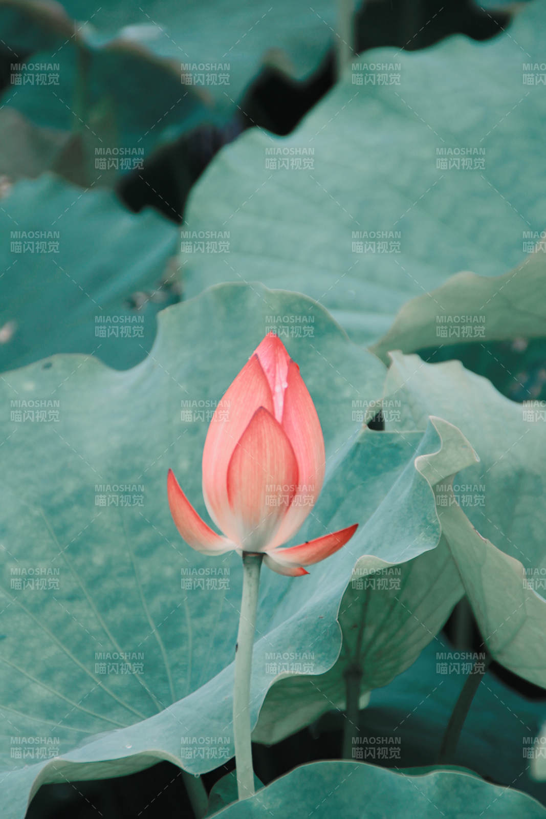 荷叶丛中含苞待放的莲花图片